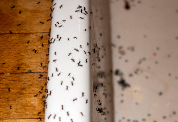 Best Pest Control Near Me  in Perry, GA