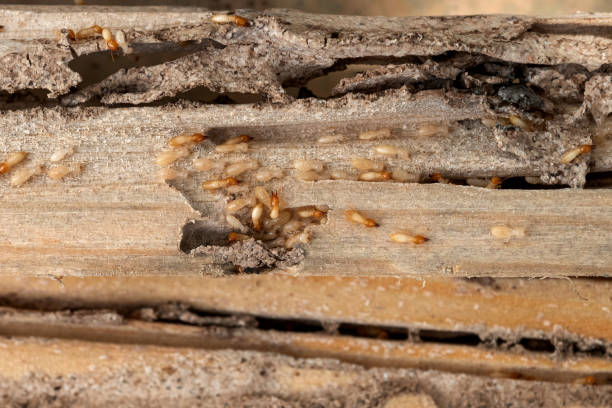 Best Cockroach Control Services  in Perry, GA